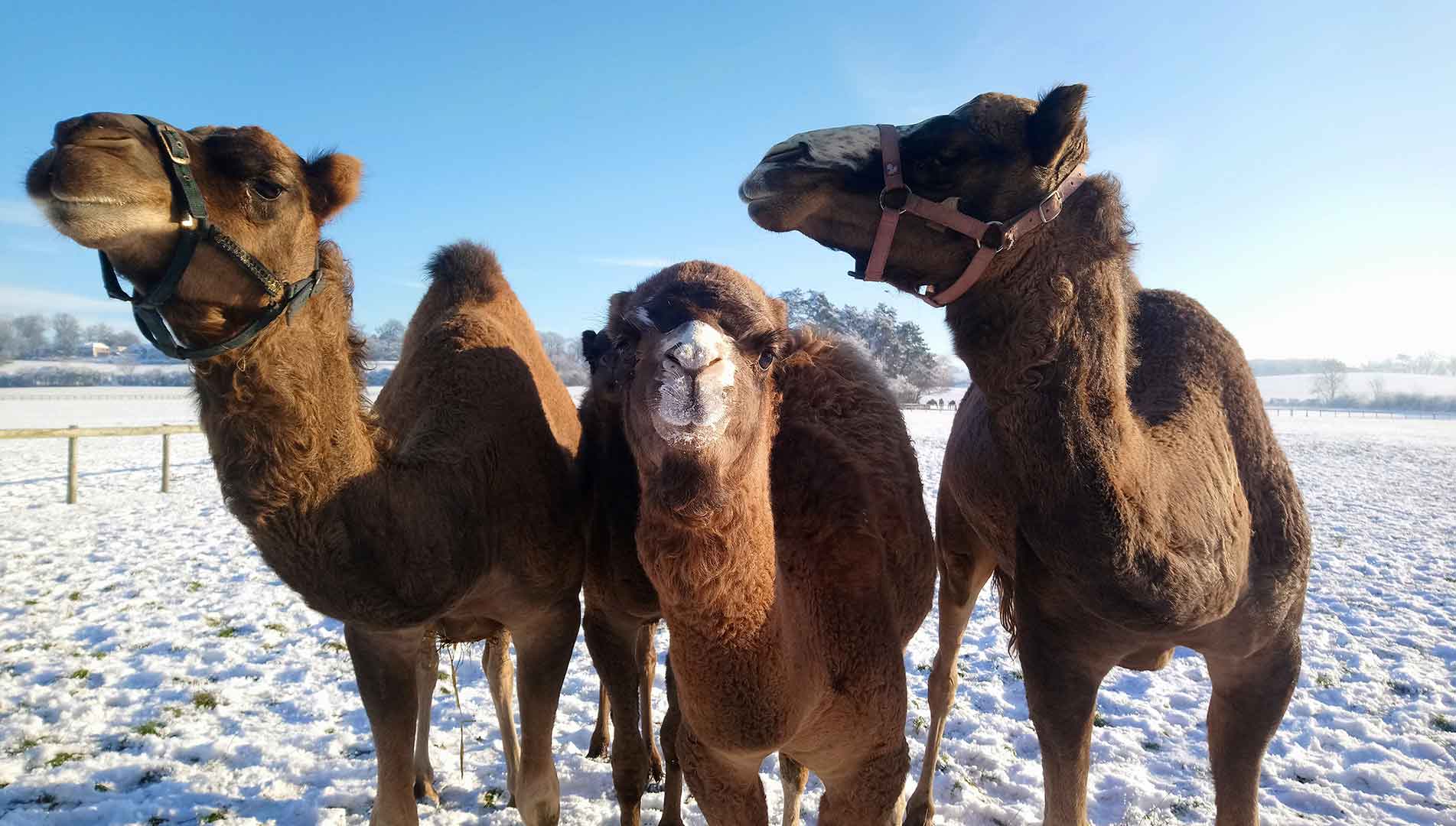 Josephs-Amazing-Camels